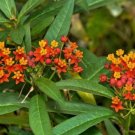 10 seeds - Asclepias curassavica - Red Mexican Milkweed (Monarch Host Plants) #ggvm5