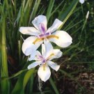 10 seeds - Dietes iridioide Fortnight lily Plant #ggvm5