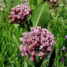 10 seeds - Asclepias sullivantii - Prairie Milkweed Plant #ggvm5