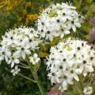 8 seeds - Ornithogalum saundersiae - Star Bethlehem Plant #ggvm5