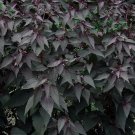 20 seeds - Eupatorium rubrum - Joe Pye Black Chocolate Plant #ggvm5