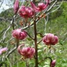 10 seeds - Lilium martagon Plant #ggvm5