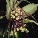 10 seeds - Tacca leontopetaloides Plant #ggvm5