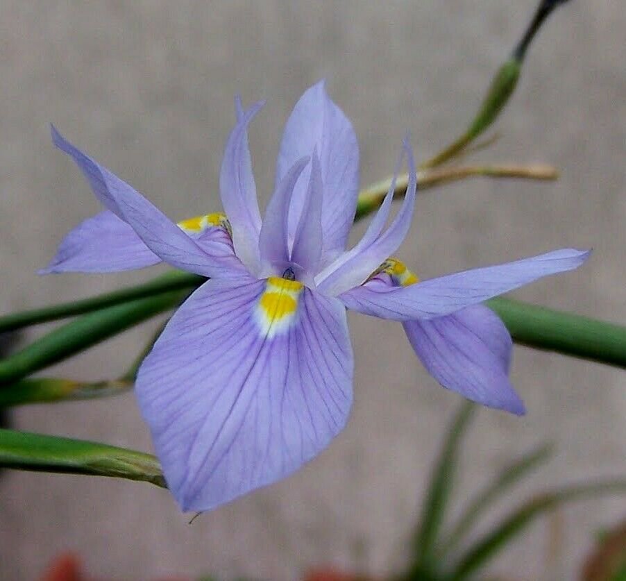 10 seeds - Morea polystachya African Iris Plant #ggvm5