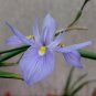 10 seeds - Morea polystachya African Iris Plant #ggvm5