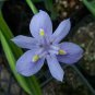 10 seeds - Morea polystachya African Iris Plant #ggvm5