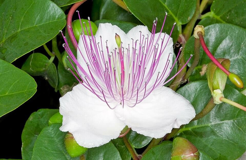 20 seeds - Capparis spinosa - Caper Bush Plant #ggvm5