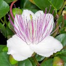 20 seeds - Capparis spinosa - Caper Bush Plant #ggvm5
