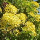 15 seeds - Senecio tamoides - Canary creeper Plant #ggvm5