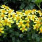 15 seeds - Senecio tamoides - Canary creeper Plant #ggvm5