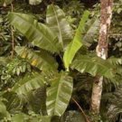 10 seeds - Banana - Musa yunnanensis Plant #ggvm5