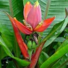 10 seeds - Banana - Musa laterita Plant #ggvm5