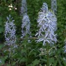 20 seeds - Camassia scilloides - Wild Hyacinth Plant #ggvm5