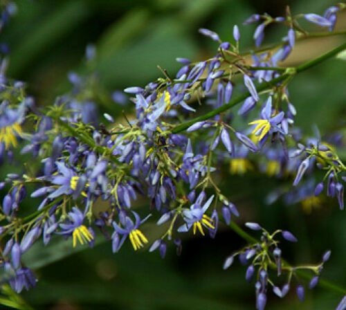 10 seeds - Dianella brevipedunculata - Blue Flax Lily Plant #ggvm5