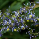 10 seeds - Dianella brevipedunculata - Blue Flax Lily Plant #ggvm5