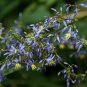 10 seeds - Dianella brevipedunculata - Blue Flax Lily Plant #ggvm5