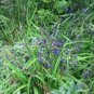 10 seeds - Dianella brevipedunculata - Blue Flax Lily Plant #ggvm5