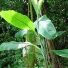 10 seeds - Banana - Musa thomsonii Plant - New from India #ggvm5