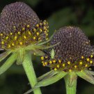 15 seeds - Rudbeckia occidentalis Western coneflower Plant #ggvm5