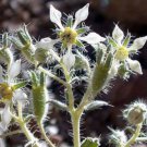 10 seeds - Loasa filicifolia Plant #ggvm5
