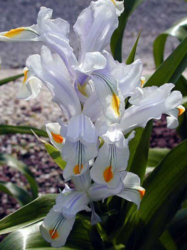 10 seeds - Iris magnifica Juno Plant #ggvm5