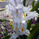 10 seeds - Iris magnifica Juno Plant #ggvm5
