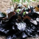 8 seeds - Salvia lyrata - Purple Knockout lyre-leaf sage Plant #ggvm5
