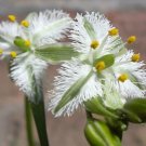 10 seeds - Trichopetalum plumosum - Feather flower Plant #ggvm5