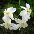 8 seeds - Leucocoryne appendiculata Plant #ggvm5