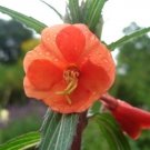 10 seeds - Oenothera versicolor - Sunset Boulevard Evening Primrose Plant #ggvm5