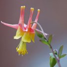 10 seeds - Aquilegia barnebyi Oil Shale Columbine Plant #ggvm5