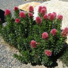 15 seeds - Clementsia rhodantha Rose Crown, Queen's Crown Plant #ggvm5