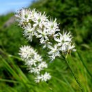 10 seeds - Tofieldia glutinosa - Bog Lily Western False Asphodel Plant #ggvm5