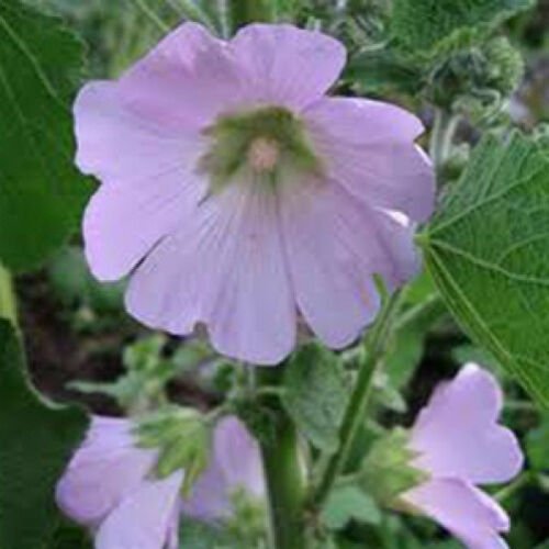 10 seeds - Alcea pallida Turkish Wild Hollyhock Plant #ggvm5