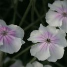 10 seeds - Lychnis coronaria oculata Plant #ggvm5