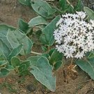 10 seeds - Abronia fragrans or Snowball Sand Verbenais Plant #ggvm5