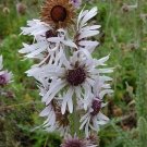 20 seeds - Berkheya purpurea 'Zulu Warrior' Plant #ggvm5