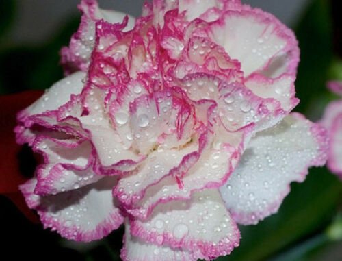 10 seeds - Dianthus caryophyllus Raspberry Ripple Plant #ggvm5