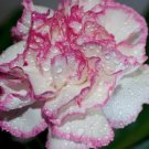 10 seeds - Dianthus caryophyllus Raspberry Ripple Plant #ggvm5