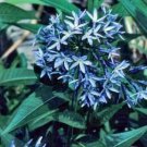 10 seeds - Amsonia illustris or Shining Blue Star Plant #ggvm5
