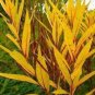 10 seeds - Amsonia illustris or Shining Blue Star Plant #ggvm5