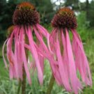 20 seeds - Echinacea pallida Pale Purple Coneflower Plant #ggvm5