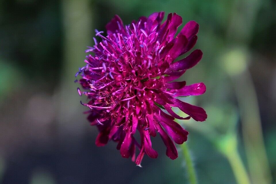10 seeds - Knautia macedonica violent Pink Plant #ggvm5