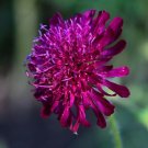 10 seeds - Knautia macedonica violent Pink Plant #ggvm5