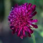 10 seeds - Knautia macedonica violent Pink Plant #ggvm5