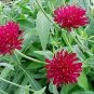 10 seeds - Knautia macedonica violent Pink Plant #ggvm5