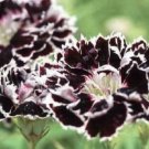 10 seeds - Dianthus chinenesis Chianti Plant #ggvm5