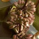 10 seeds - Banana - Musa itinerans Plant #ggvm5