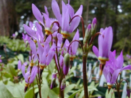 10 seeds - Dodecatheon cusickii Cusick's shootingstar or Sticky Shooting Star Plant #ggvm5
