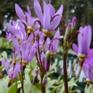 10 seeds - Dodecatheon cusickii Cusick's shootingstar or Sticky Shooting Star Plant #ggvm5